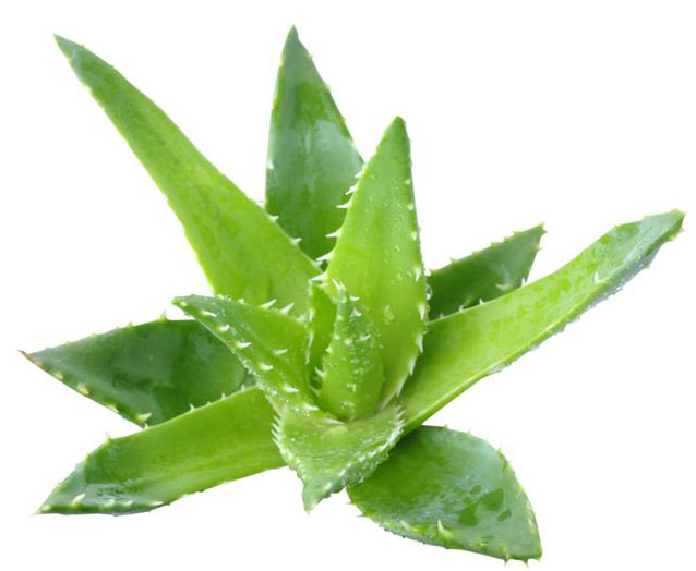 aloi vera