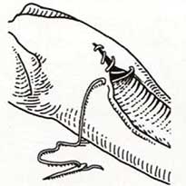 pos-denoume-to-arni-sti-soyvla-4