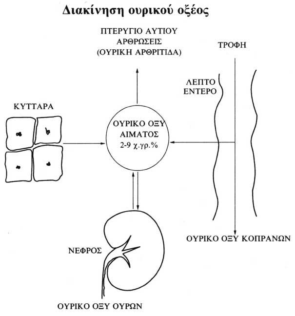 yperourixaimia-diatrofi-aitia-kai-therapeia
