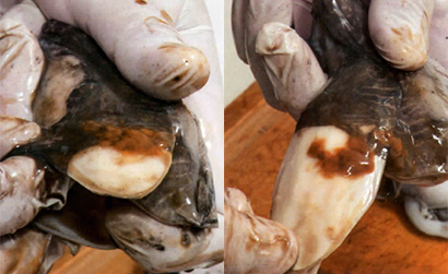 soupies-pos-katharizontai4