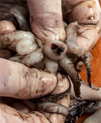 soupies-pos-katharizontai7